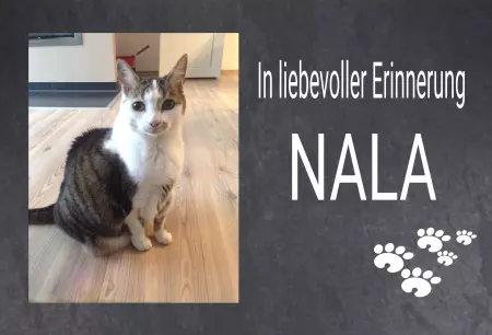 Gedenkstein, Grabstein, Gedenkkreuz, Grabschmuck Gedenktafel In liebevoller Erinnerung NALA Bild